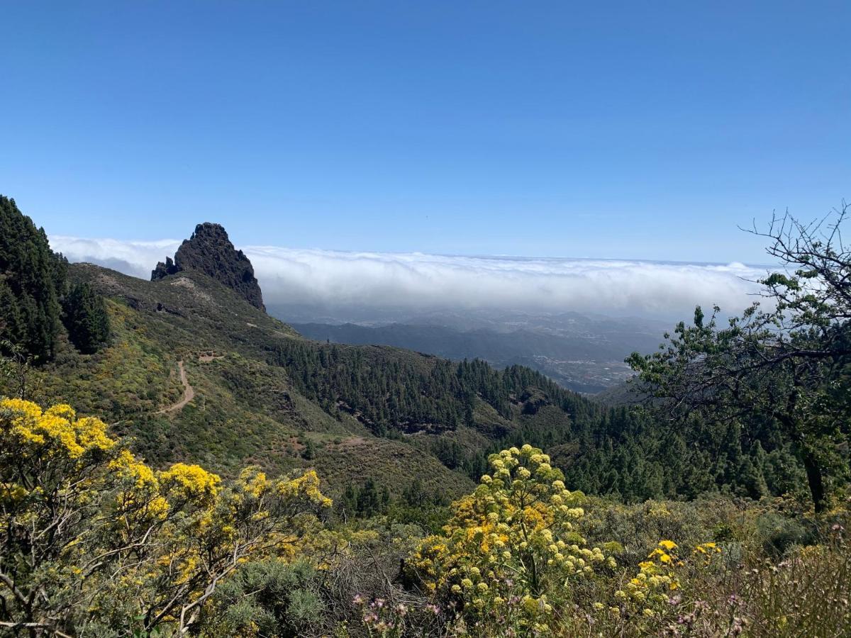 Rosaura Las Palmas de Gran Canaria